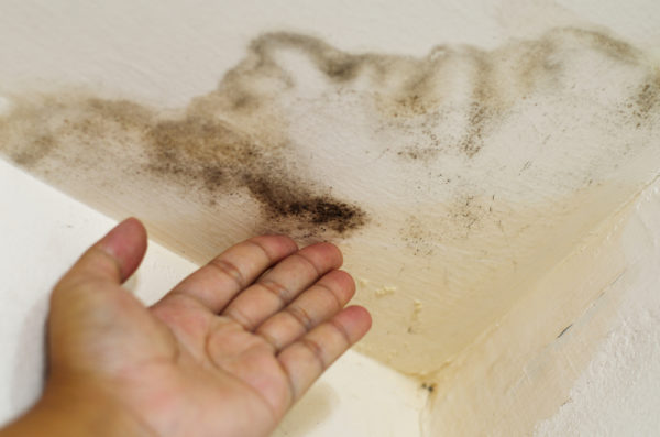 3 Signs Your Home Has a Mold Problem