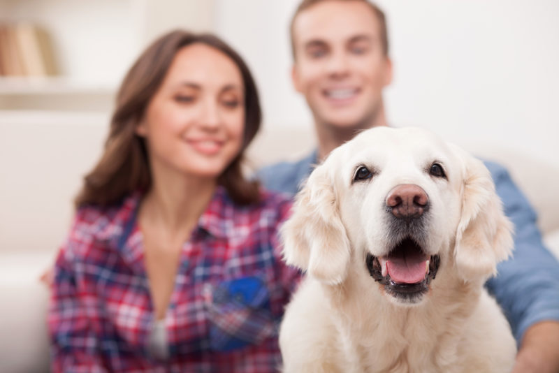 4 Tips to Control Pet Hair in the Home