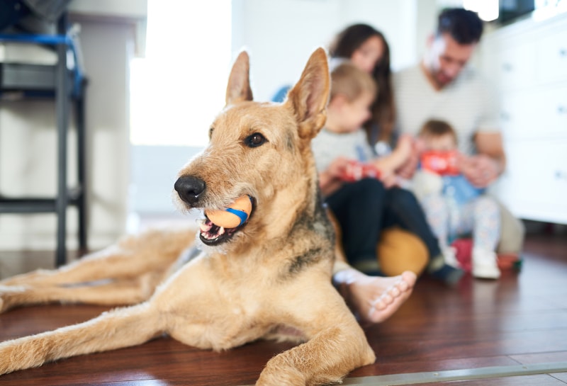 5 Ways Your Pets Impact Indoor Air Quality in Annapolis, MD