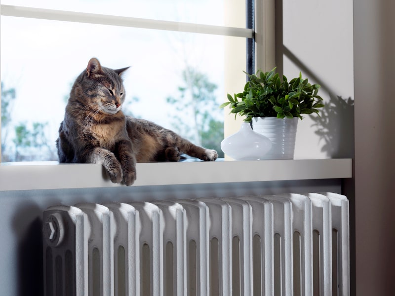 5 HVAC Maintenance Tips for Pet Owners in Annapolis, MD